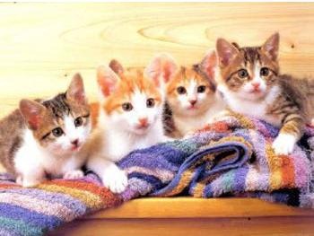 [fotos de gatitos (2)[2].jpg]