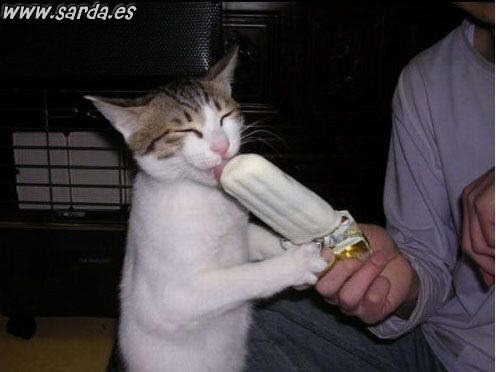 [fotos de gatitos (36)[2].jpg]