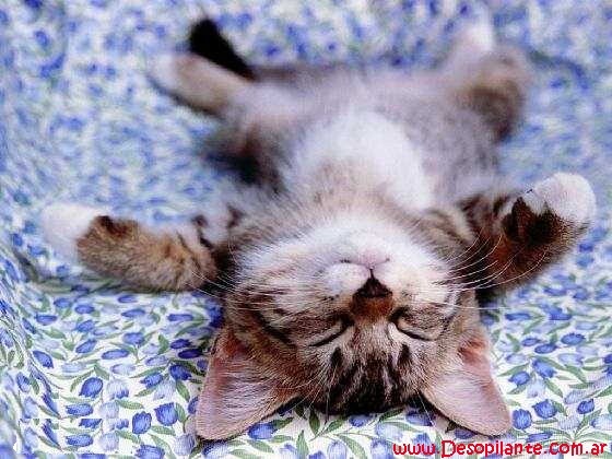 [fotos de gatitos (31)[2].jpg]