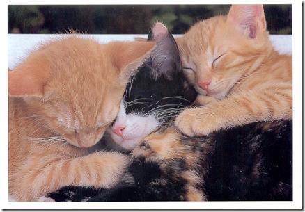 fotos de gatitos (3)