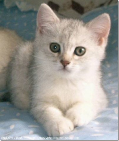 fotos de gatitos (5)