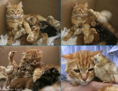 [fotos de gatitos (7)[2].jpg]