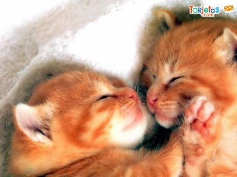 [fotos de gatitos (10)[2].jpg]