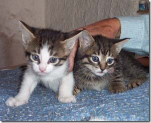 fotos de gatitos (12)