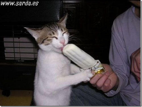 fotos de gatitos (36)
