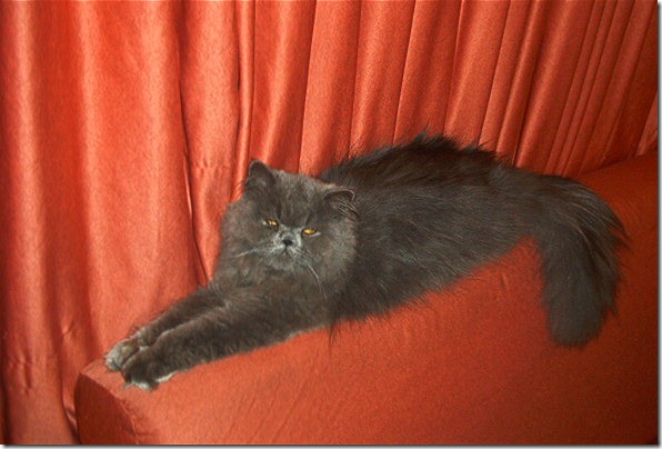 fotos de gatitos (18)