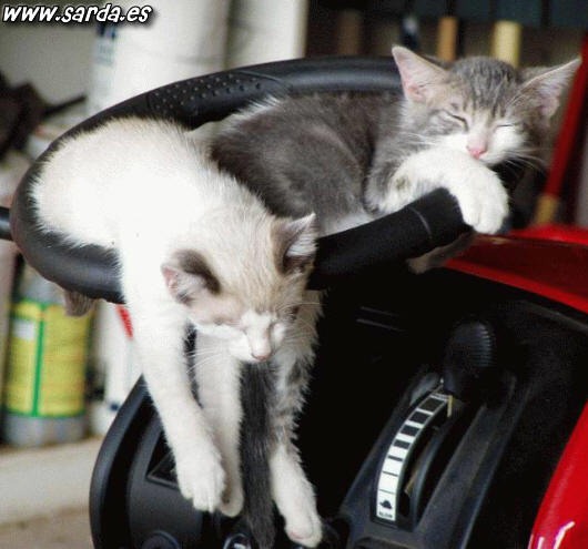 [fotos de gatitos (22)[2].jpg]