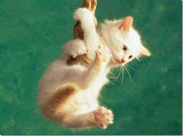 fotos de gatitos (27)