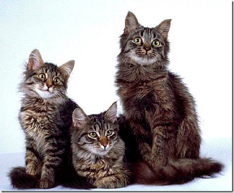 fotos de gatitos (42)