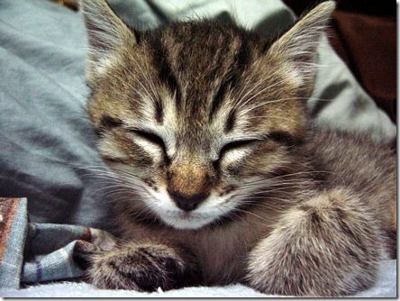 fotos de gatitos (43)