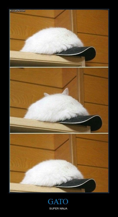 [gato[3].jpg]