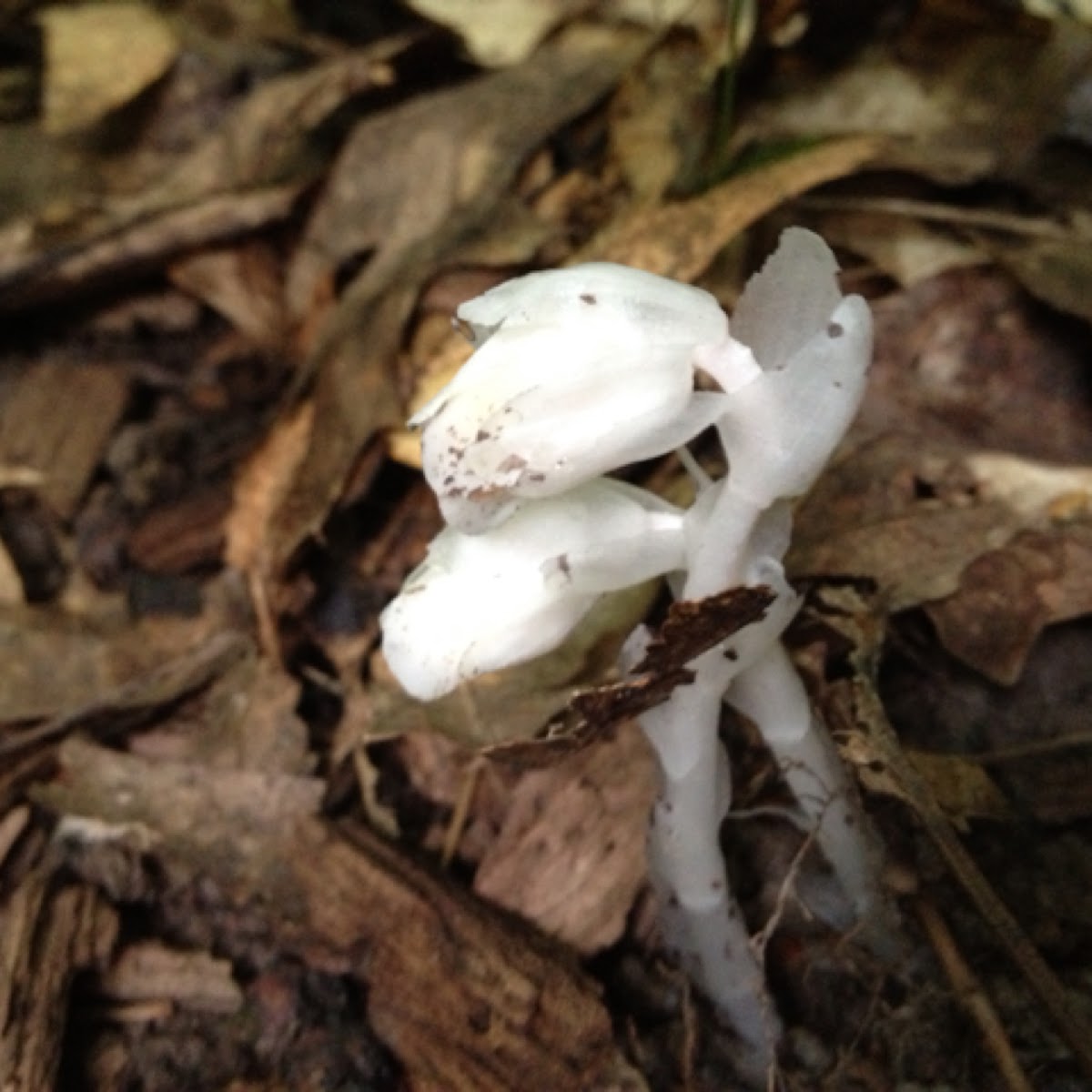 Indian pipe, corpse flower