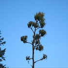 Agave americana