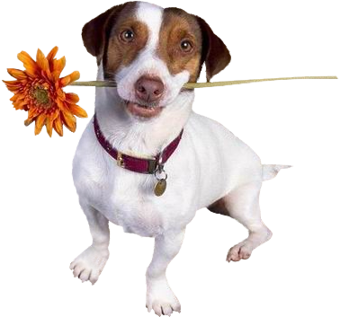 1Patries_Dog%26flower.png