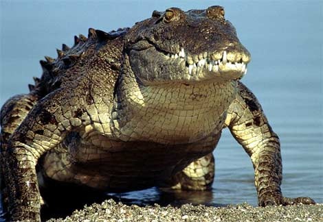 [crocodile[7].jpg]