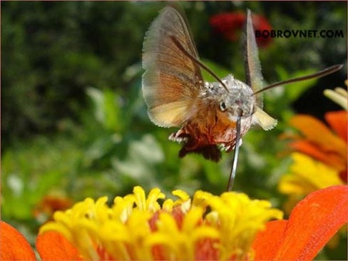 колибри-пчелка