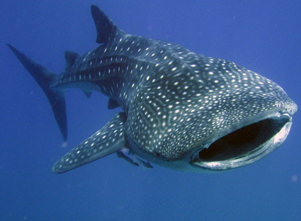 [1295508746_maldives-whale-shark[5].jpg]