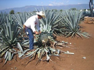 [Blue-agave1[4].jpg]