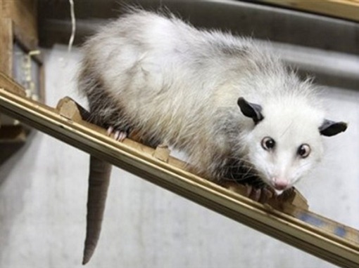 opossum-Хайди-звезда-Германии