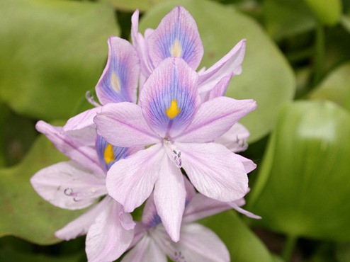 Common_Water_hyacinth