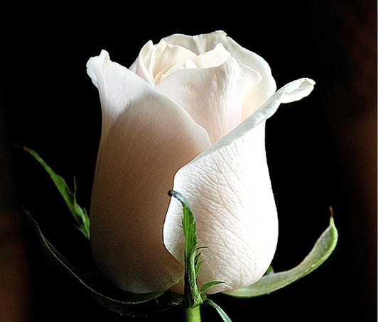 white rose flower wallpaper