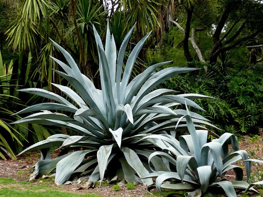 [agave-and-child-1024x768[4].jpg]
