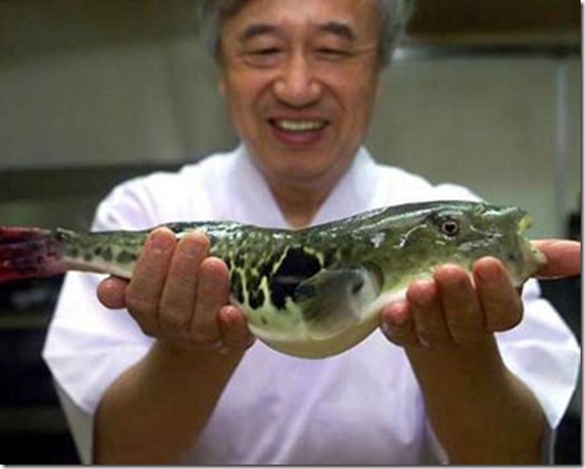 fugu-fish-1