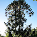 Bunya Pine