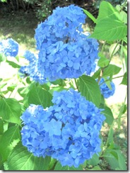 blue hydrangea clup1