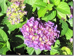 hydrangea purple1