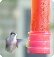hummingbirds 7
