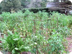tomato garden 2