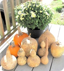 gourds mine w pumpkins flower1