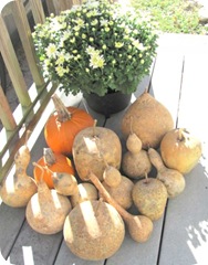 gourds mine with pumpkins flower2