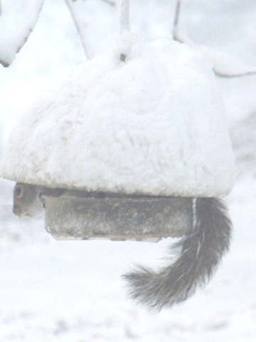 [1.27.11 squirrels on feeder2[3].jpg]