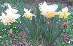 daffodils frilly 3