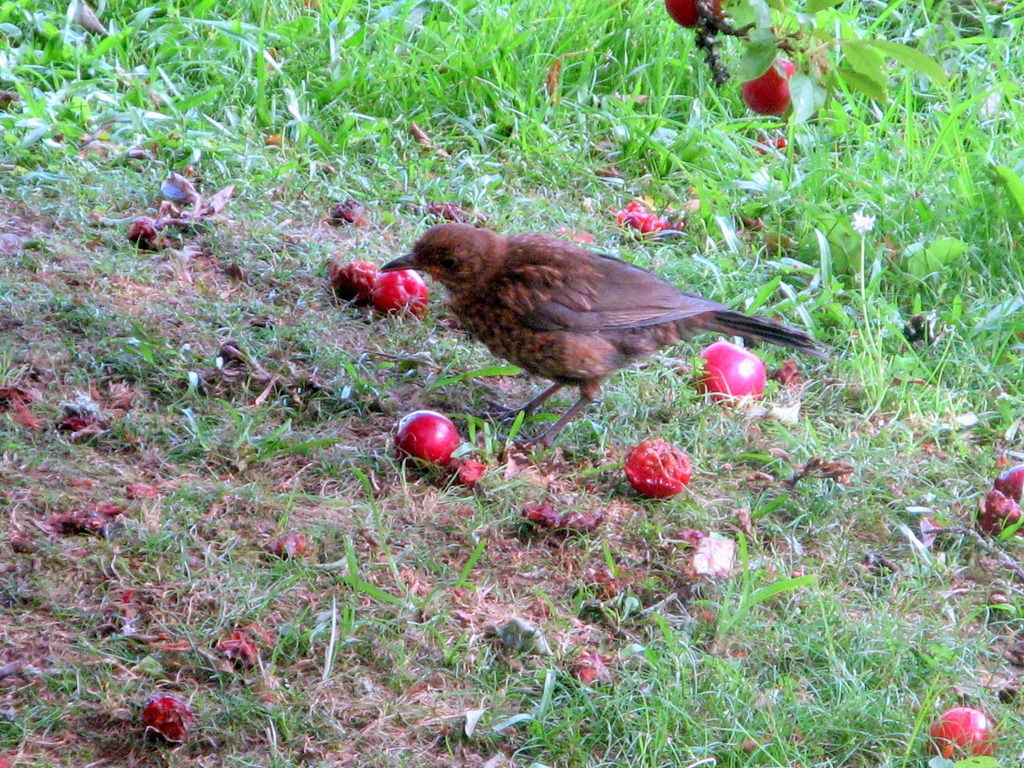 [bird and apples[4].jpg]