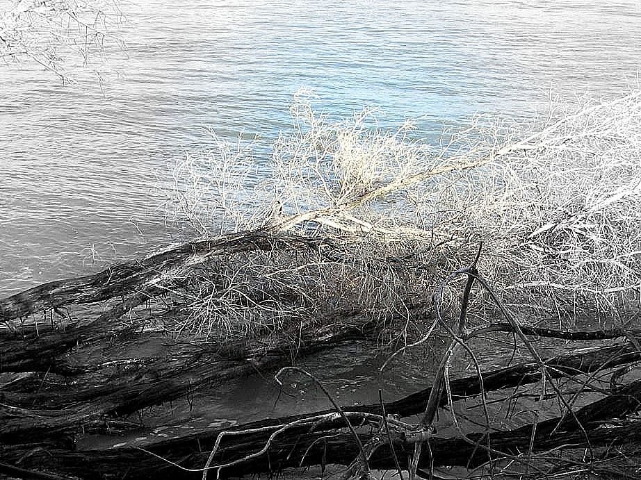 [driftwood[4].jpg]