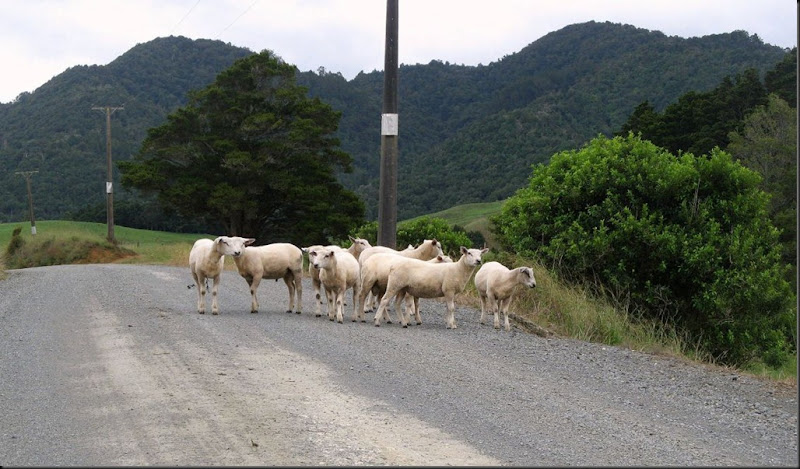 sheep 2011