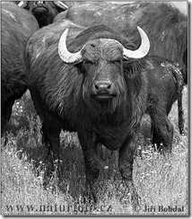 buffalo-2903