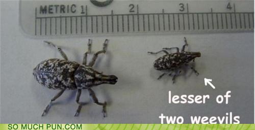 photo of two weevils