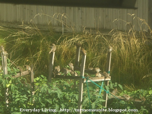 photo of birds roosting on our tomato cages