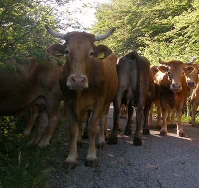 cow herding in italy