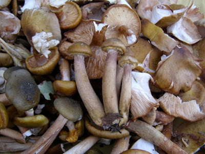 mushroom hunting in italy