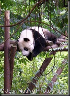 Giant Panda Likes it Easy Here - Chengdu, Sichuan Province, China