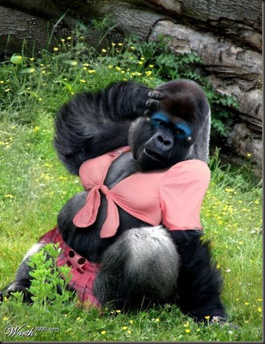 trendy gorilla