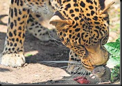 leopard & mouse