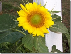sunflower 028