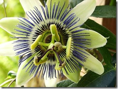 passion flower