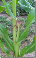 corn Monday 8.24.09 003